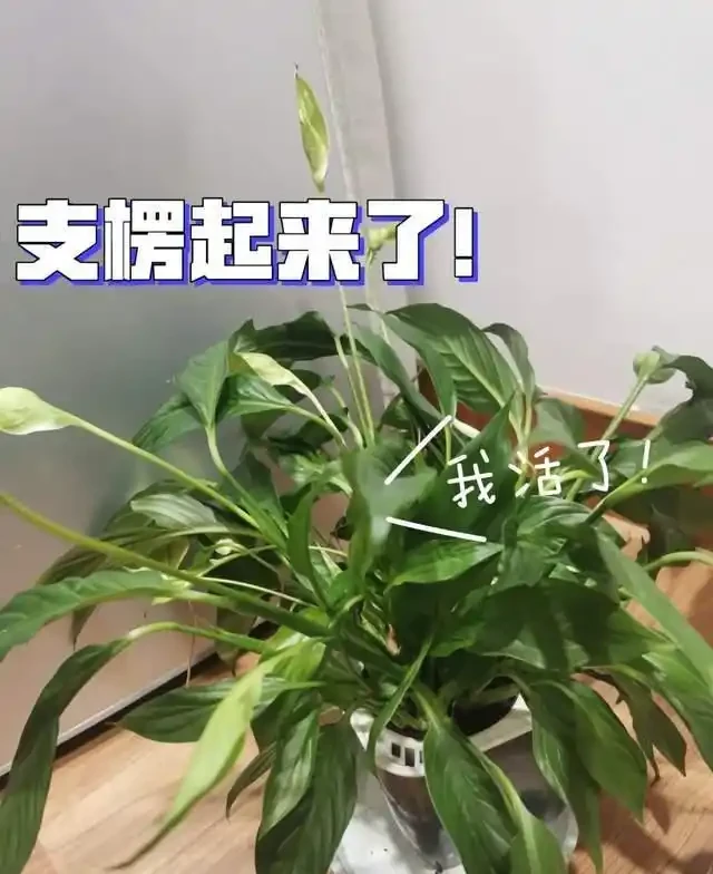 這7種花就是「大水缸」,2天不澆水,立馬秒變「枯萎怪」!