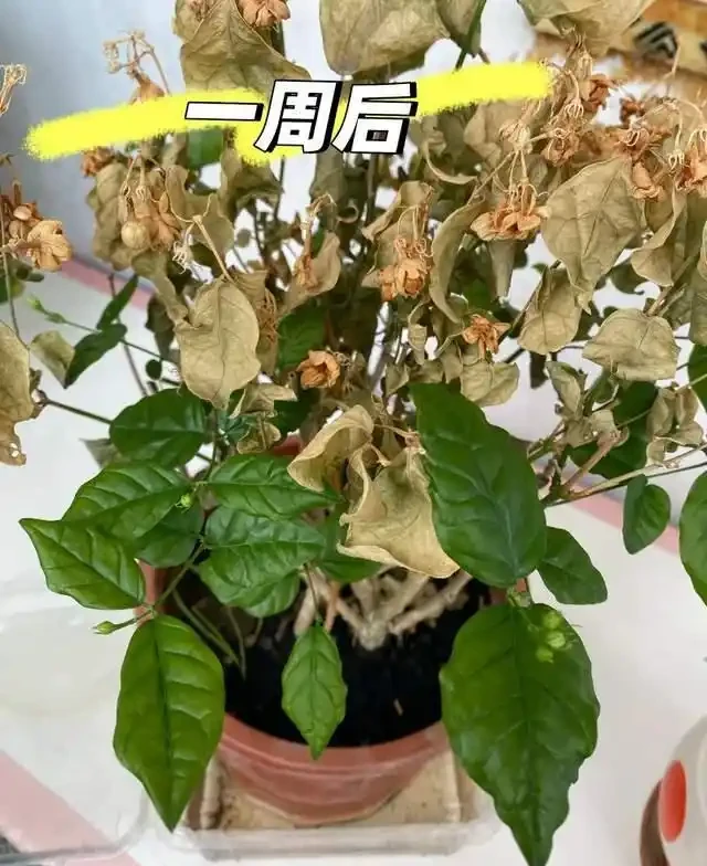 這7種花就是「大水缸」,2天不澆水,立馬秒變「枯萎怪」!