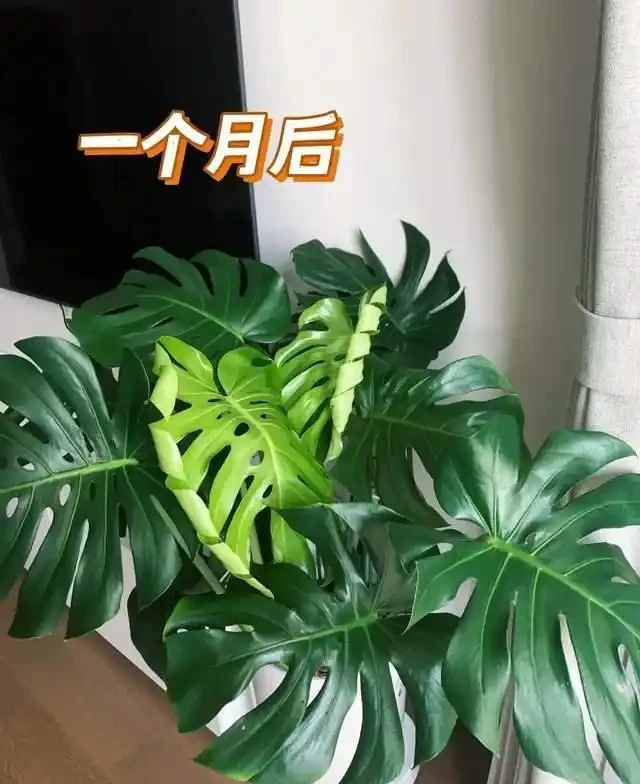 這7種花就是「大水缸」,2天不澆水,立馬秒變「枯萎怪」!