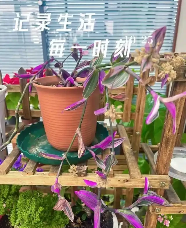 這7種花就是「大水缸」,2天不澆水,立馬秒變「枯萎怪」!