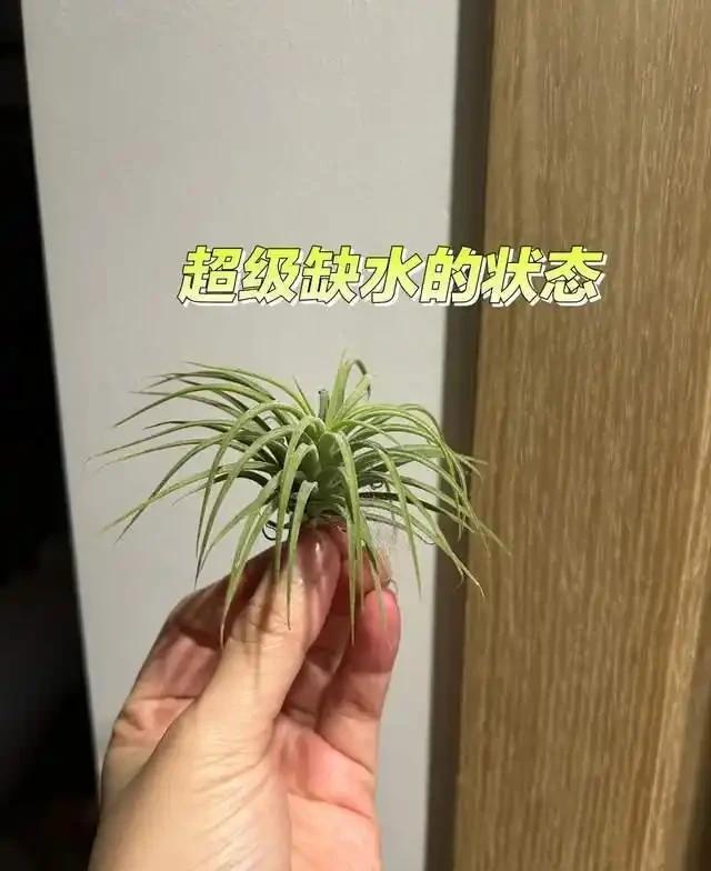 這7種花就是「大水缸」,2天不澆水,立馬秒變「枯萎怪」!