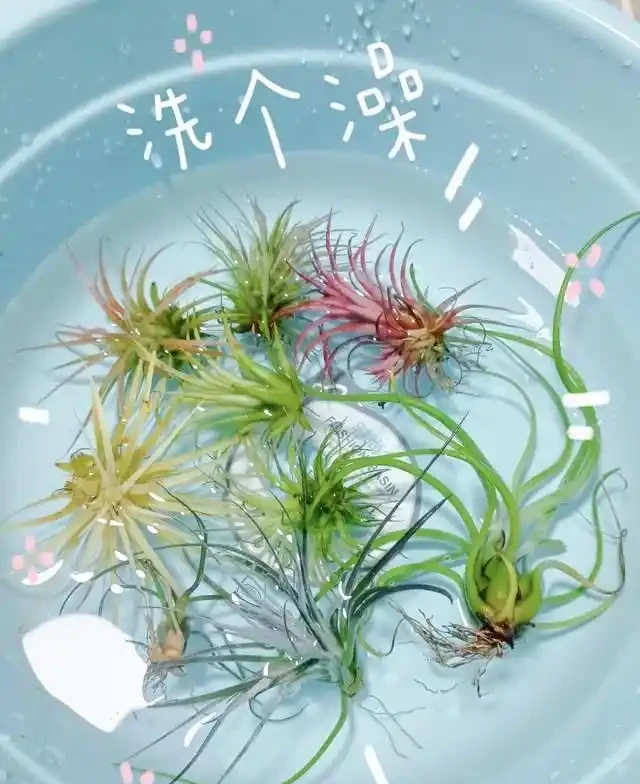 這7種花就是「大水缸」,2天不澆水,立馬秒變「枯萎怪」!