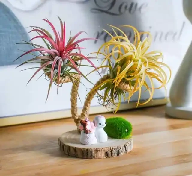 這7種花就是「大水缸」,2天不澆水,立馬秒變「枯萎怪」!
