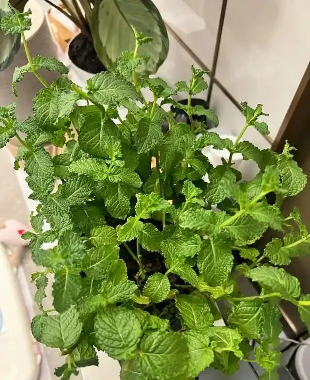 這7種花就是「大水缸」,2天不澆水,立馬秒變「枯萎怪」!