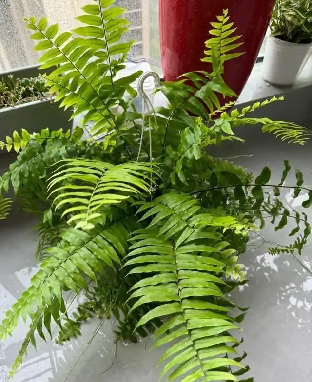 這7種花就是「大水缸」,2天不澆水,立馬秒變「枯萎怪」!