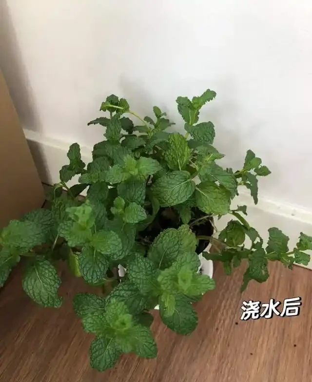 這7種花就是「大水缸」,2天不澆水,立馬秒變「枯萎怪」!