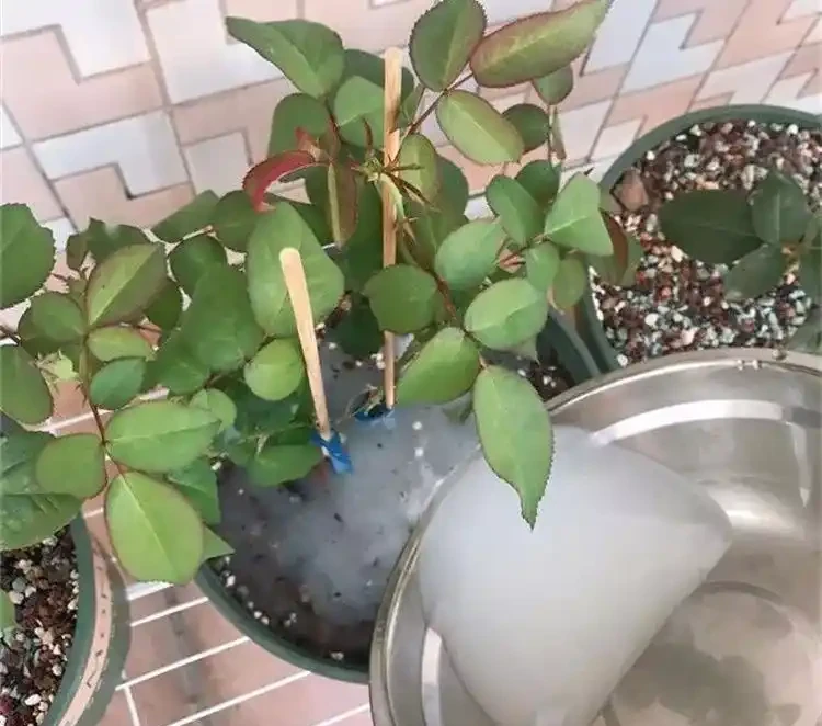 淘米水放幾天澆花最好？科學發酵與使用指南