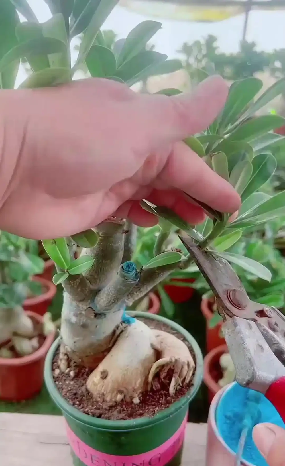 沙漠玫瑰幾月份修剪最好,修剪後多久會恢復生長?
