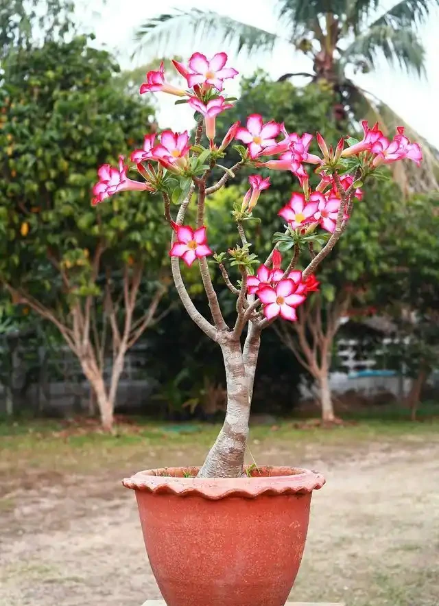 沙漠玫瑰幾月份修剪最好,修剪後多久會恢復生長?