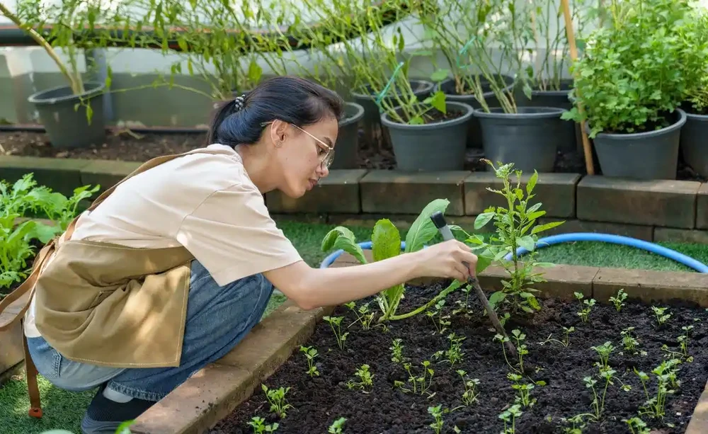 種菜需要什麼肥料才長得比較好
