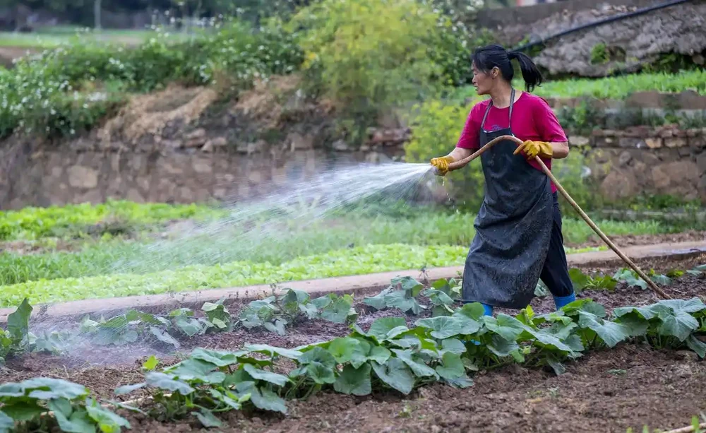 種菜需要什麼肥料才長得比較好