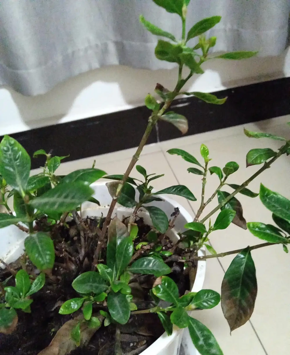 硫酸亞鐵適合哪些植物?