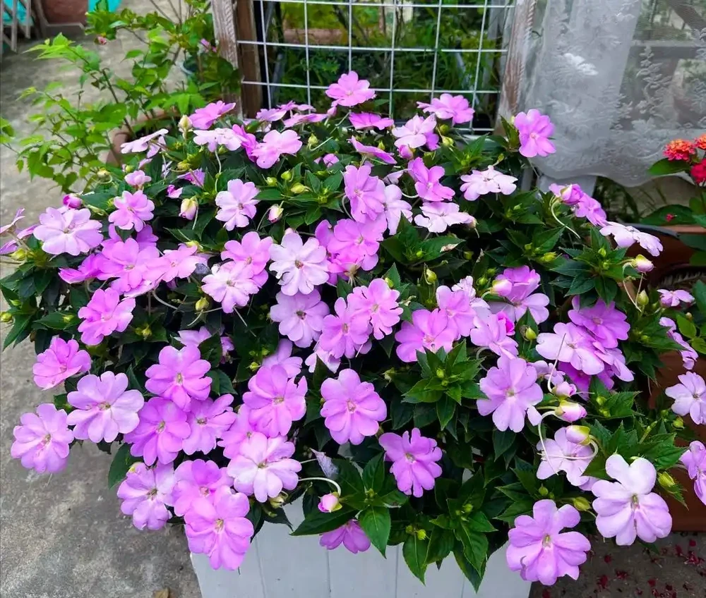路邊看到這「4種花」馬上挖回家,寓意好又好養,越養越值錢