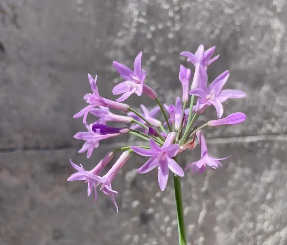 路邊看到這「4種花」馬上挖回家,寓意好又好養,越養越值錢