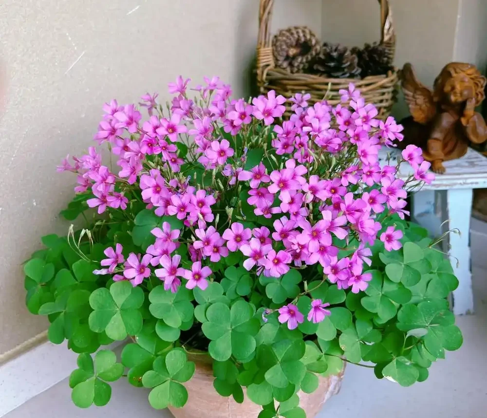 路邊看到這「4種花」馬上挖回家,寓意好又好養,越養越值錢