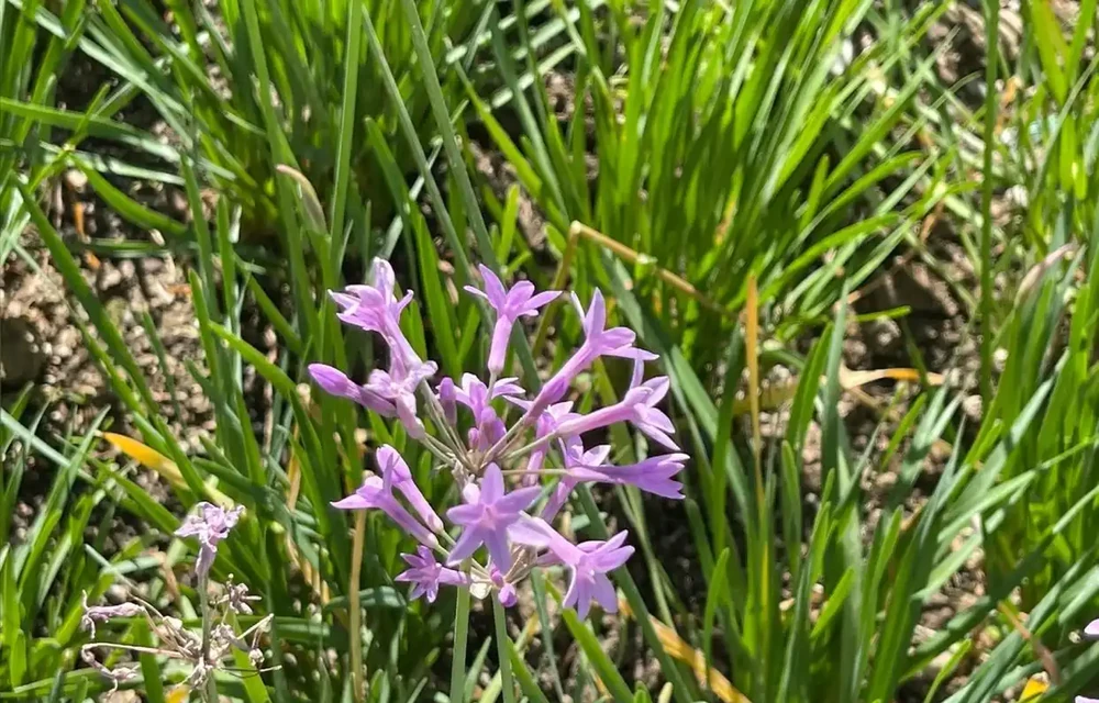 路邊看到這「4種花」馬上挖回家,寓意好又好養,越養越值錢