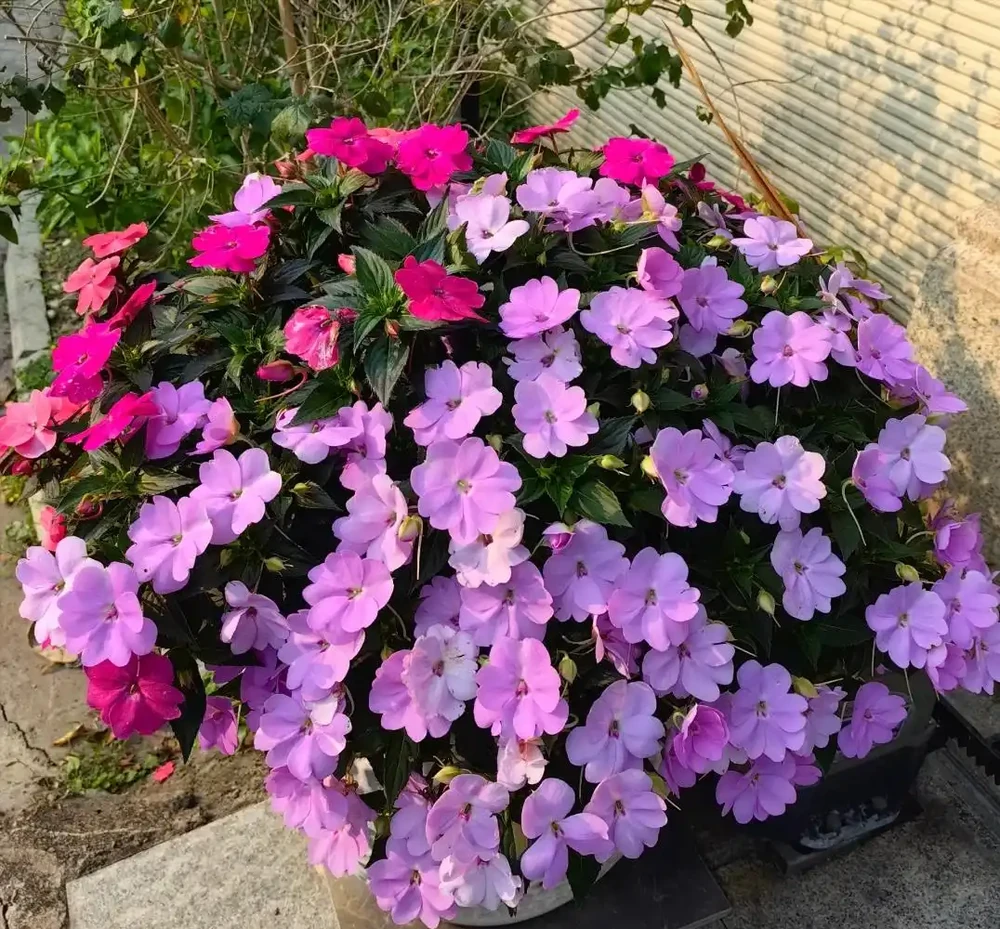 路邊看到這「4種花」馬上挖回家,寓意好又好養,越養越值錢