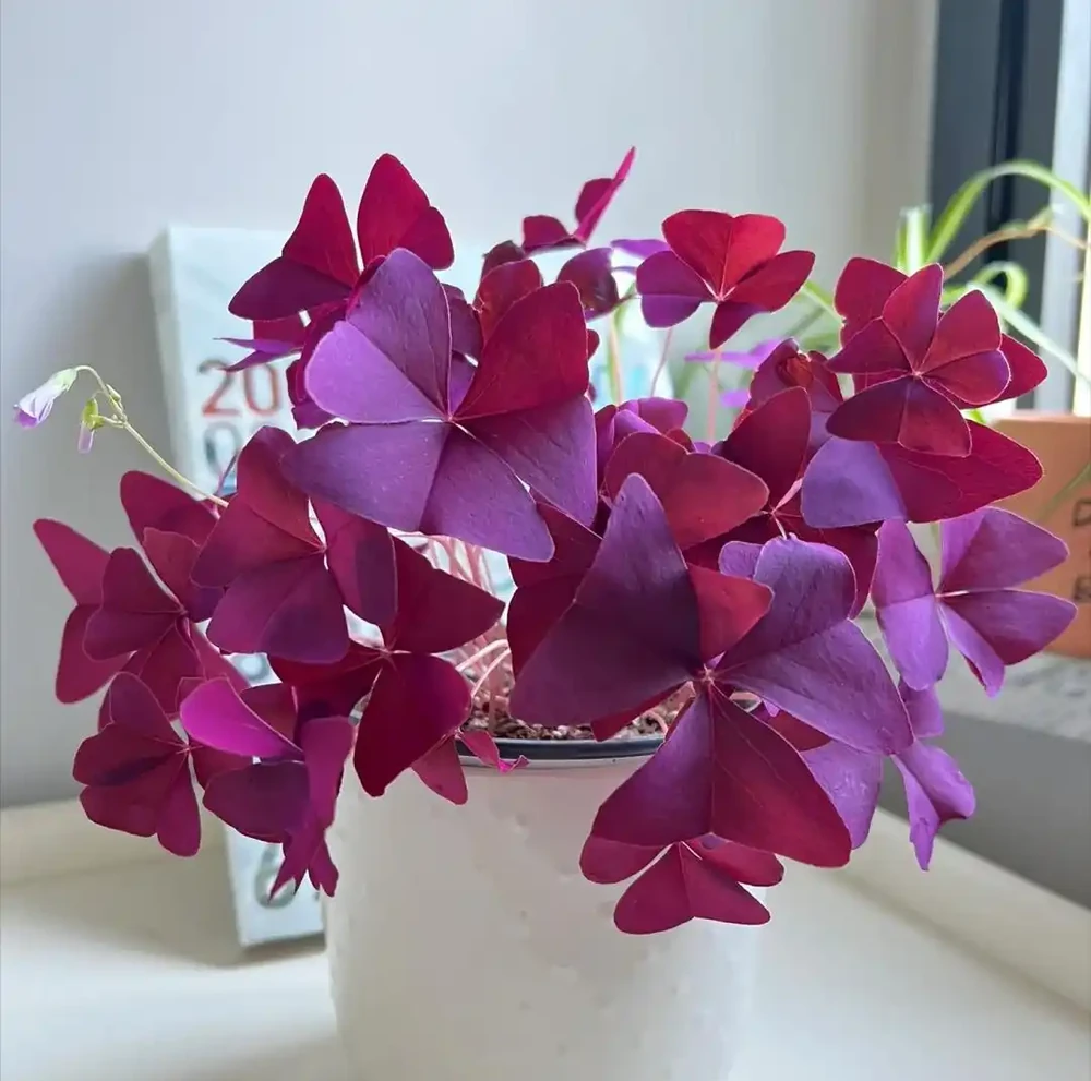 路邊看到這「4種花」馬上挖回家,寓意好又好養,越養越值錢