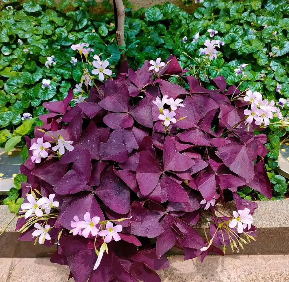 路邊看到這「4種花」馬上挖回家,寓意好又好養,越養越值錢