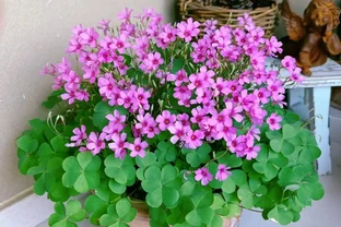 路邊看到這「4種花」馬上挖回家，寓意好又好養，越養越值錢