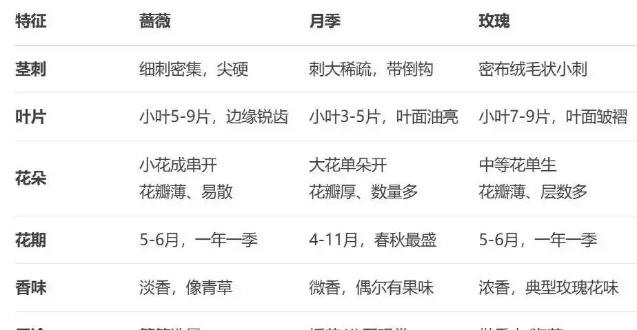 玫瑰、月季、薔薇怎麼區分?你拍到的花真是月季嗎?