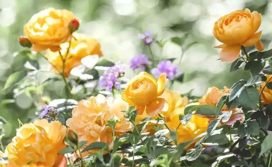 玫瑰、月季、薔薇怎麼區分?你拍到的花真是月季嗎?