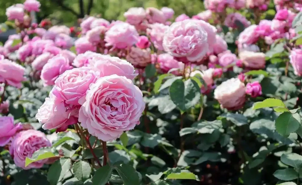 玫瑰、月季、薔薇怎麼區分?你拍到的花真是月季嗎?