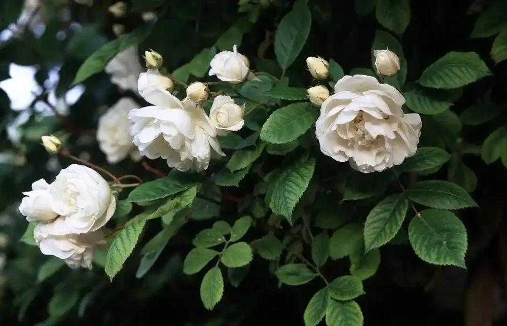 玫瑰、月季、薔薇怎麼區分?你拍到的花真是月季嗎?