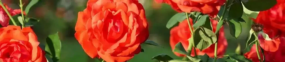 玫瑰、月季、薔薇怎麼區分?你拍到的花真是月季嗎?