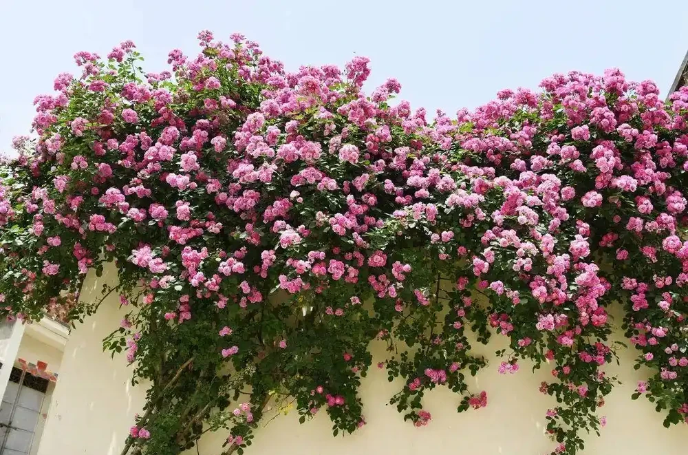 玫瑰、月季、薔薇怎麼區分?你拍到的花真是月季嗎?