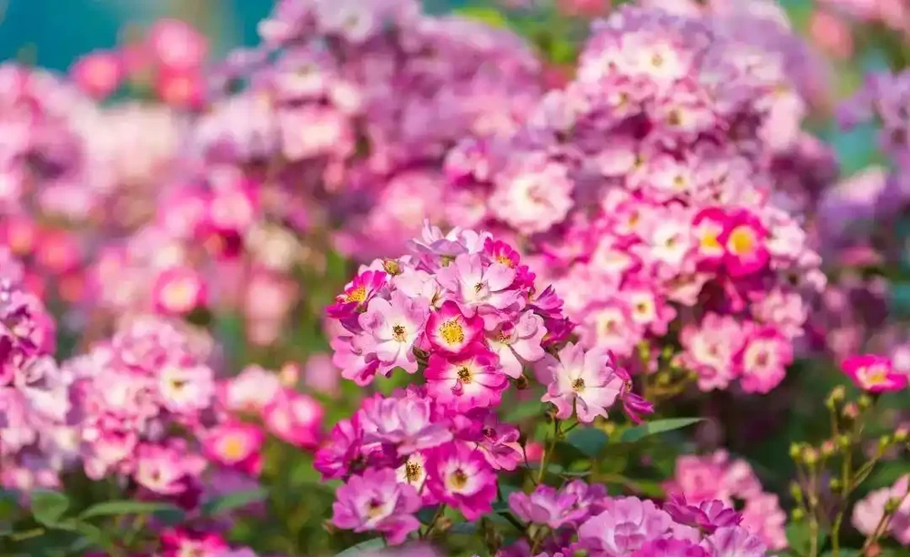 玫瑰、月季、薔薇怎麼區分?你拍到的花真是月季嗎?