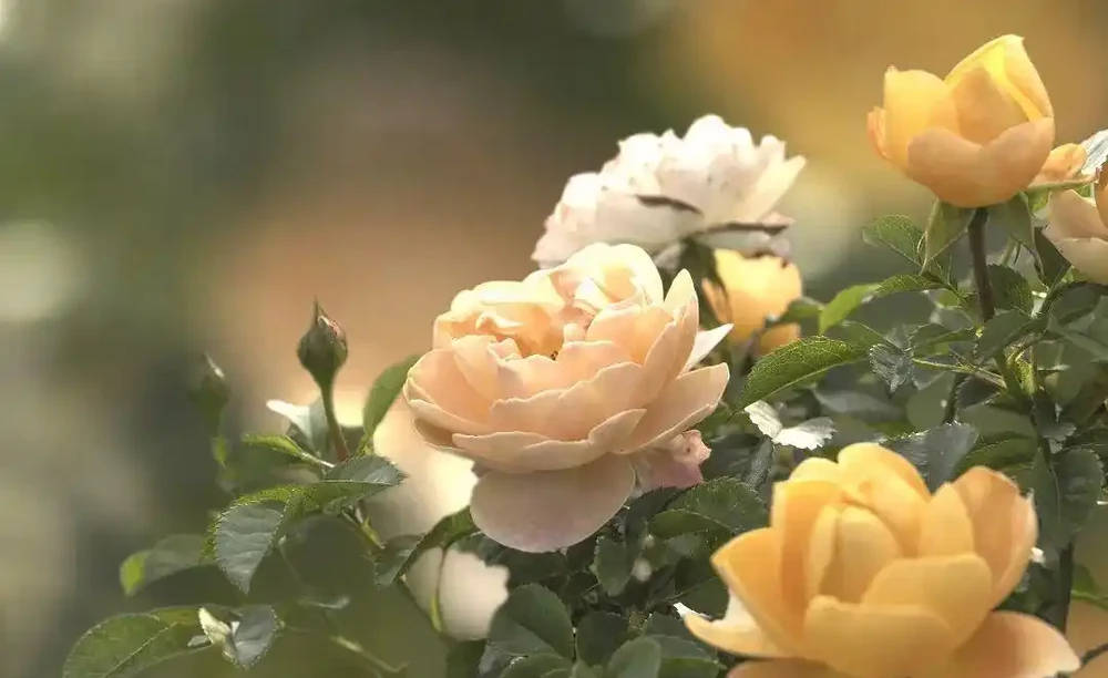 玫瑰、月季、薔薇怎麼區分?你拍到的花真是月季嗎?