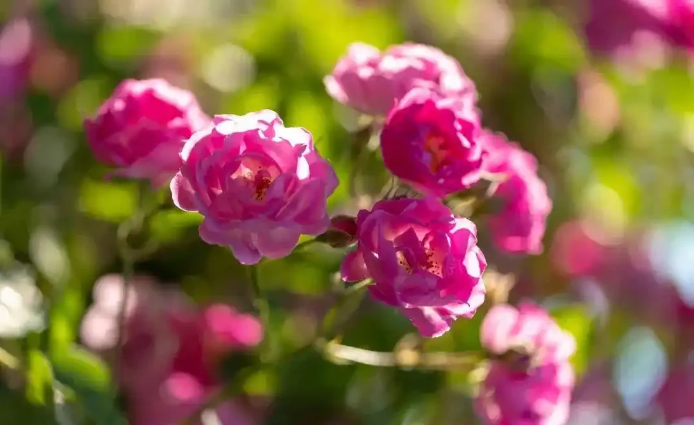 玫瑰、月季、薔薇怎麼區分?你拍到的花真是月季嗎?