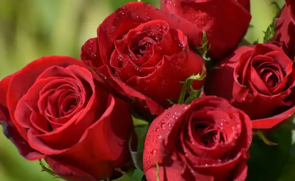 玫瑰、月季、薔薇怎麼區分?你拍到的花真是月季嗎?