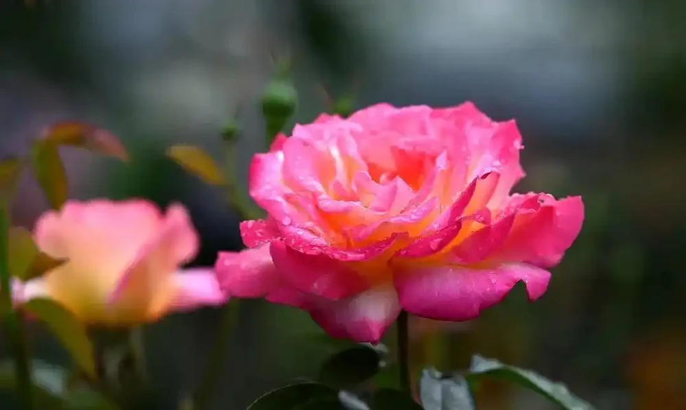 玫瑰、月季、薔薇怎麼區分?你拍到的花真是月季嗎?
