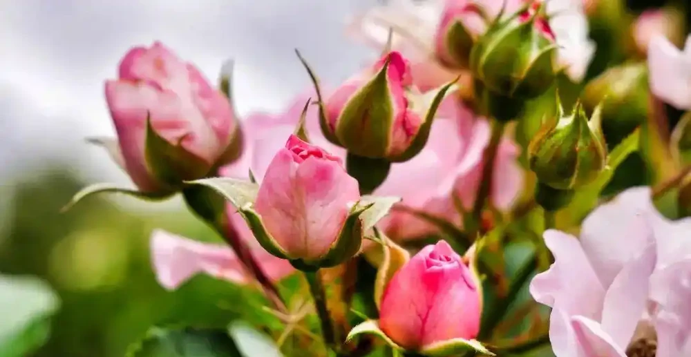 玫瑰、月季、薔薇怎麼區分?你拍到的花真是月季嗎?