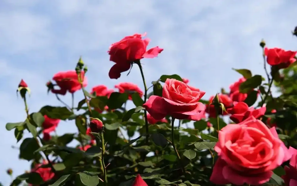 玫瑰、月季、薔薇怎麼區分?你拍到的花真是月季嗎?