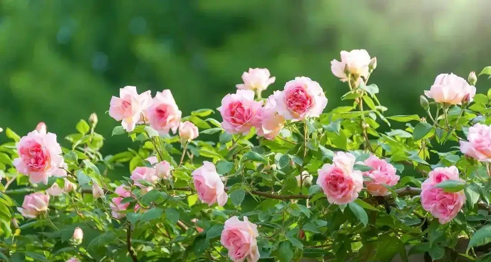 玫瑰、月季、薔薇怎麼區分?你拍到的花真是月季嗎?