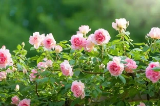 玫瑰、月季、薔薇怎麼區分？你拍到的花真是月季嗎？