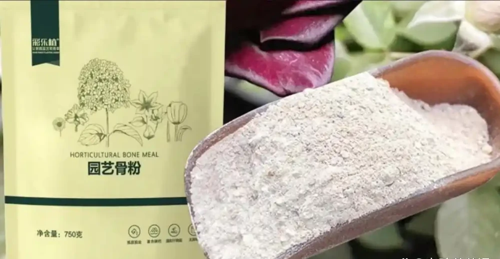 養花人必不可少的「3種」促開花肥，很多人都不知道，難怪不開花