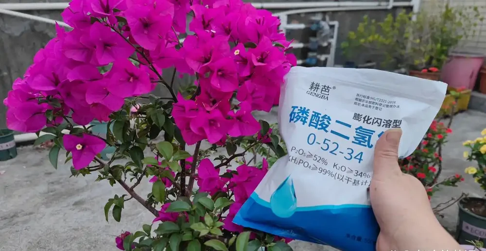 養花人必不可少的「3種」促開花肥，很多人都不知道，難怪不開花
