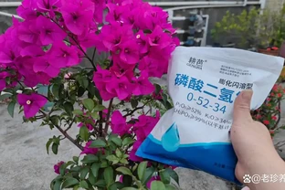 養花人必不可少的「3種」促開花肥，很多人都不知道，難怪不開花