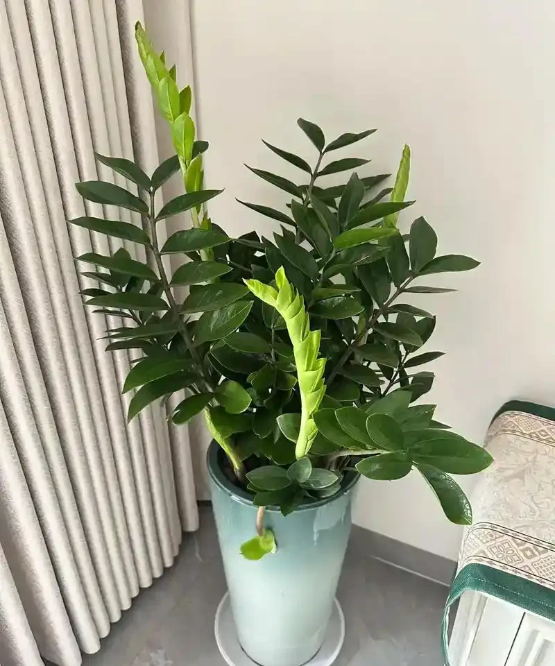 10種鎮宅又聚財的綠植，養在家裡，不僅好看還寓意吉祥！