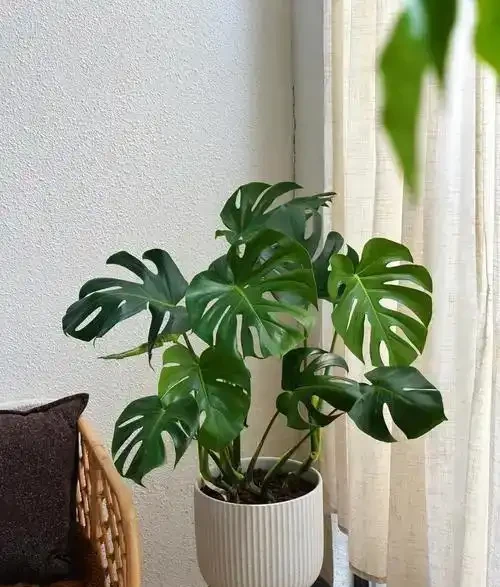 10種鎮宅又聚財的綠植，養在家裡，不僅好看還寓意吉祥！