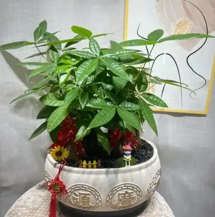 10種鎮宅又聚財的綠植，養在家裡，不僅好看還寓意吉祥！