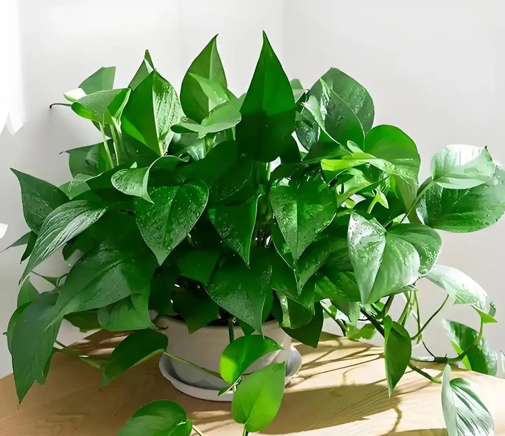 10種鎮宅又聚財的綠植，養在家裡，不僅好看還寓意吉祥！