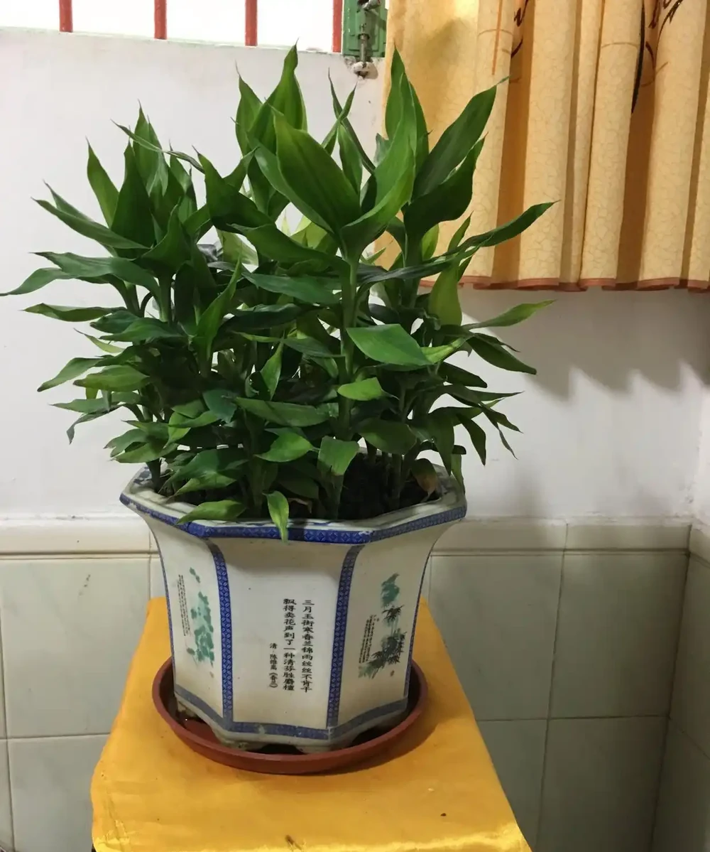 10種鎮宅又聚財的綠植，養在家裡，不僅好看還寓意吉祥！