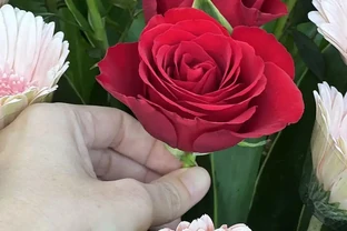 玫瑰醒花超10小時可行嗎？專業解析與養護秘籍
