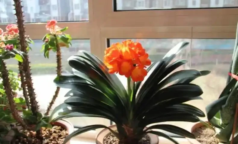 光聽名字就「好聽」的五種花，適合室內養，好養大氣，越養越舒心