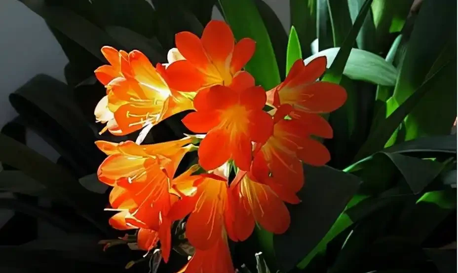 光聽名字就「好聽」的五種花，適合室內養，好養大氣，越養越舒心